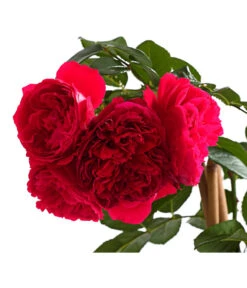 Kletterrosen 'Klettermaxe®' 23 Kletterrosen 'Klettermaxe®' -Biohort || Compo || Elho Verkäufe 7801954 PR DE 002 KlettermaxeKordes5LiterKletterroseFlorentinaDehnerExpressHerzig