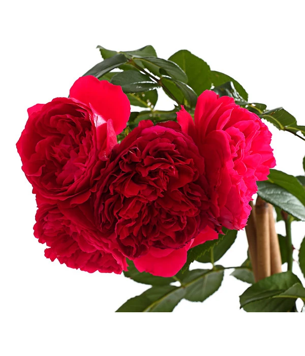 Kletterrosen 'Klettermaxe®' 10 Kletterrosen 'Klettermaxe®' – Bild 8