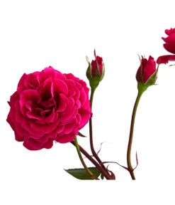 Kletterrosen 'Klettermaxe®' 25 Kletterrosen 'Klettermaxe®' -Biohort || Compo || Elho Verkäufe 7801954 PR DE 002 KlettermaxeKordes5LiterKletterroseJasminaDehnerExpressHerzig