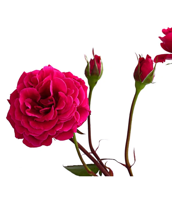 Kletterrosen 'Klettermaxe®' 12 Kletterrosen 'Klettermaxe®' – Bild 10