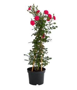 Kletterrosen 'Klettermaxe®' 24 Kletterrosen 'Klettermaxe®' -Biohort || Compo || Elho Verkäufe 7801954 PR FS 001 KlettermaxeKordes5LiterKletterroseJasminaDehnerExpressHerzig