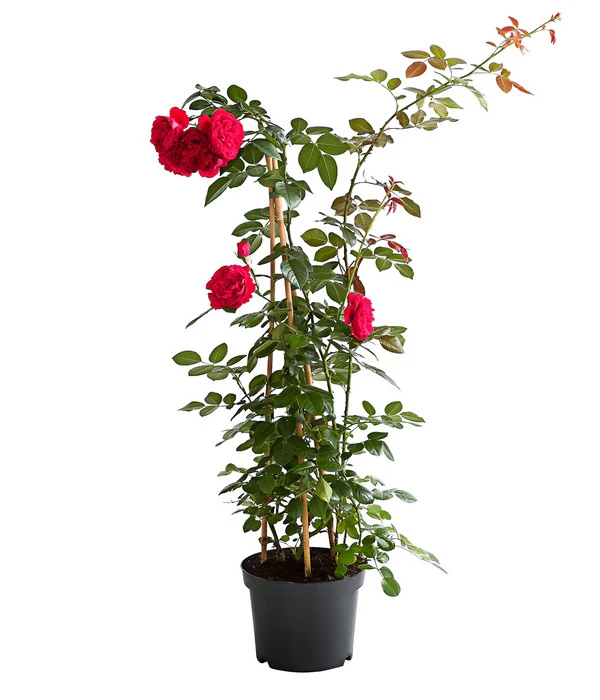 Kletterrosen 'Klettermaxe®' 9 Kletterrosen 'Klettermaxe®' – Bild 7