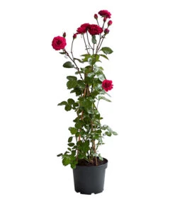 Kletterrosen 'Klettermaxe®' 26 Kletterrosen 'Klettermaxe®' -Biohort || Compo || Elho Verkäufe 7801954 PR FS 002 KlettermaxeKordes5LiterKletterroseJasminaDehnerExpressHerzig