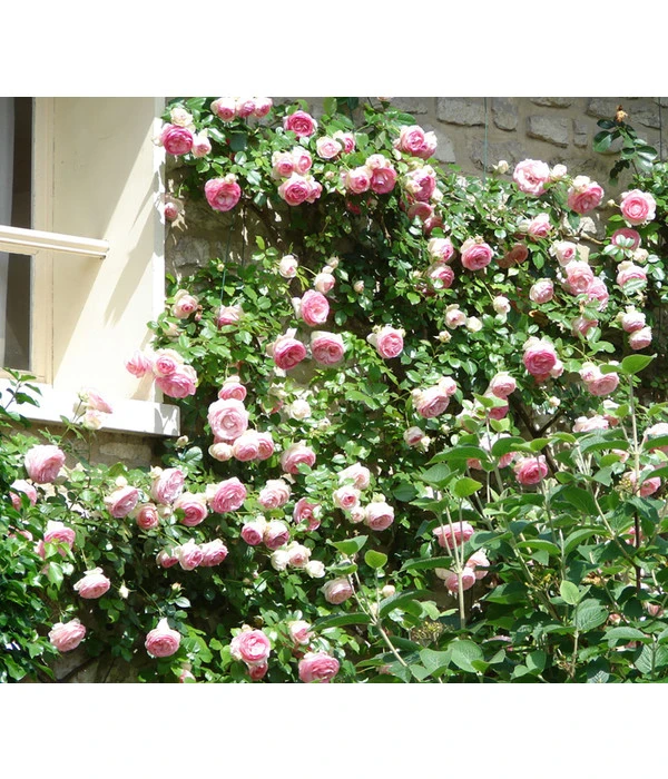 Kletterrosen 'Klettermaxe®' 3 Kletterrosen 'Klettermaxe®'