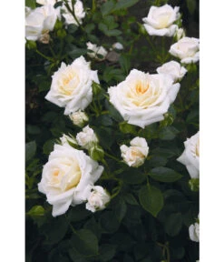 Zwergrose 'Honeymilk®' 5 Zwergrose 'Honeymilk®' -Biohort || Compo || Elho Verkäufe 7802812 WE DE 001 ZwergroseHoneymilkTantauMilchweiss