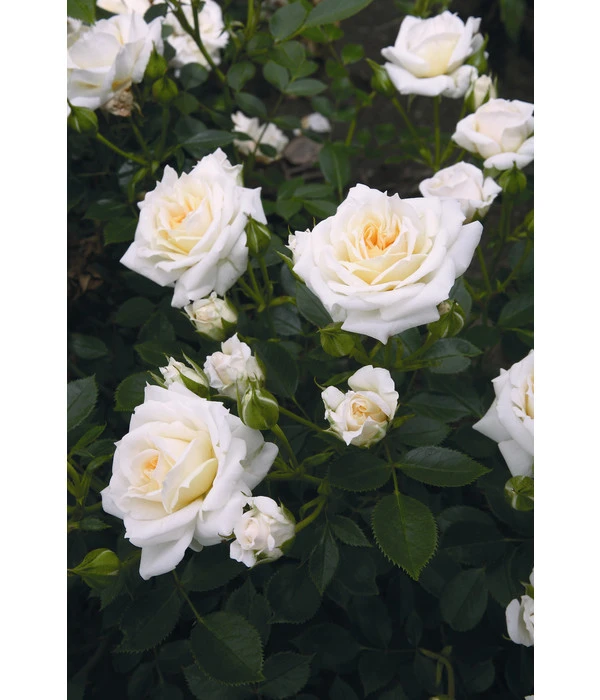 Zwergrose 'Honeymilk®' 4 Zwergrose 'Honeymilk®' – Bild 2