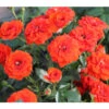 Zwergrose 'Orange Babyflor®' -Biohort || Compo || Elho Verkäufe 7802903 PR DE 001 RoseOrangeBabyflorTantau
