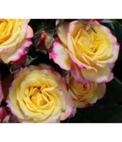 Zwergrose 'Tropical Clementine®' 5 Zwergrose 'Tropical Clementine®' -Biohort || Compo || Elho Verkäufe 7802952 PR DE 003 ZwergroseTropicalClementineTantau