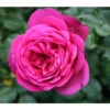 Edelrose 'J.W.v. Goethe Rose®', Stämmchen -Biohort || Compo || Elho Verkäufe 7802978 PR DE 001 EdelroseJWGoetheTantau