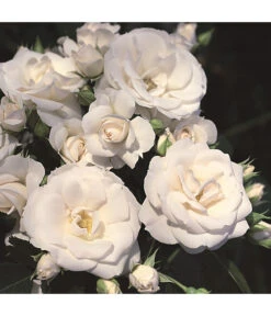 Rosen-Set Pflegeleicht, Rot/weiß, 2-teilig -Biohort || Compo || Elho Verkäufe 7803026 WE DE 002 BodendeckerRoseAspirinTantauWeiss