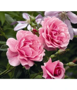 Kletterrose 'Camelot®' -Biohort || Compo || Elho Verkäufe 7803174 PR DE 002 KletterroseCamelotTantau