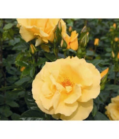 Kletterrose 'Dukat®' -Biohort || Compo || Elho Verkäufe 7803190 WE DE 002 KletterroseDukatTantauGelbDehner