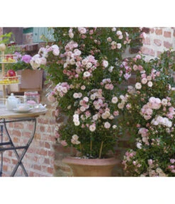 Zwerg-Kletterrose 'Starlet® Alina®' 7 Zwerg-Kletterrose 'Starlet® Alina®' -Biohort || Compo || Elho Verkäufe 7803877 PR DE 001 StarletRoseAlinaTantau