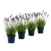 Duft-Lavendel 'Felice', 4er-Set -Biohort || Compo || Elho Verkäufe 7805773 WE FS 001 LavendelpaketDuftLavendelAngustifoliaFeliceLavandula4Pflanzen