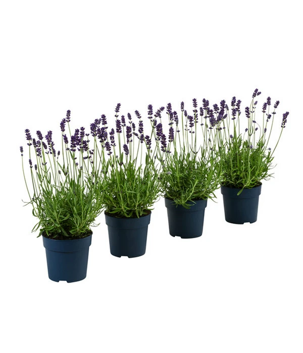 Duft-Lavendel 'Felice', 4er-Set 3 Duft-Lavendel 'Felice', 4er-Set