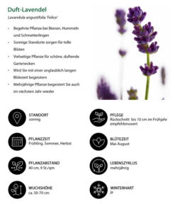Duft-Lavendel 'Felice', 4er-Set 10 Duft-Lavendel 'Felice', 4er-Set -Biohort || Compo || Elho Verkäufe 7805773 WE IG 001 DuftLavendel 1