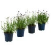 Lavendel-Set Lavendel-Vielfalt, 4-teilig -Biohort || Compo || Elho Verkäufe 7805781 WE FS 001 LavendelpaketMixLavandula4PflanzenT12