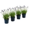 Dehners Bienen-Lavendel, 4er-Set 1 Dehners Bienen-Lavendel, 4er-Set -Biohort || Compo || Elho Verkäufe 7805799 WE FS 001 LavendelpaketBieneBienenlavendelLavandula4PflanzenT12