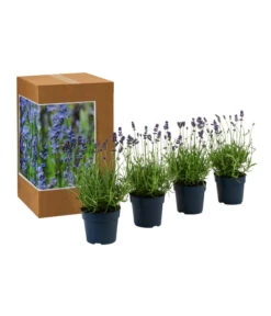Biohort || Compo || Elho Verkäufe -Biohort || Compo || Elho Verkäufe 7805799 WE FS 002 LavendelpaketBieneBienenlavendelLavandula4PflanzenT12