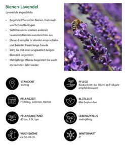 Dehners Bienen-Lavendel, 4er-Set -Biohort || Compo || Elho Verkäufe 7805799 WE IG 001 BienenLavendel 1