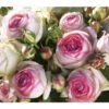Kletterrose 'Eden Rose®' -Biohort || Compo || Elho Verkäufe 7841661 BildFS 001 KletterroseEdenRoseEdenRose