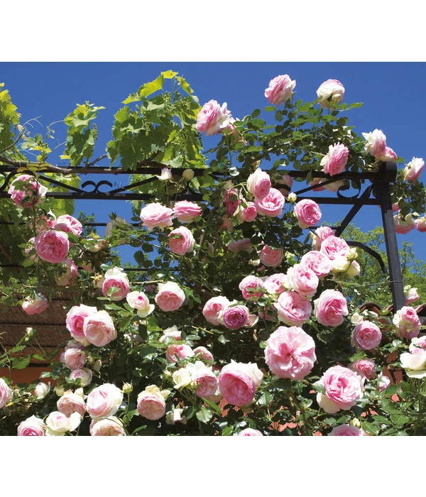 Kletterrose 'Eden Rose®' 4 Kletterrose 'Eden Rose®' – Bild 2