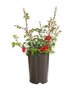 Bodendeckerrose 'Fairy King®', Rot 6 Bodendeckerrose 'Fairy King®', Rot -Biohort || Compo || Elho Verkäufe 7844160 PR FS 001 FairyQueenRot2LiterBodendeckerroseDehnerExpressHerzig