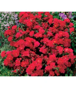 Bodendeckerrose 'Fairy King®', Rot 7 Bodendeckerrose 'Fairy King®', Rot -Biohort || Compo || Elho Verkäufe 7844160 WE DE 001 BodendeckerroseFairyQueenFairyQueenRot