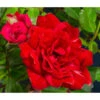 Bodendeckerrose 'Fairy King®', Rot -Biohort || Compo || Elho Verkäufe 7844160 WE DE 002 RosaBodendeckerroseFairyQueenRot2L
