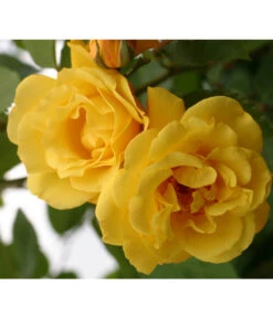 Kletterrosen 'Klettermaxe®' 19 Kletterrosen 'Klettermaxe®' -Biohort || Compo || Elho Verkäufe 7859457 WE DE 001 KletterroseGoldenGate