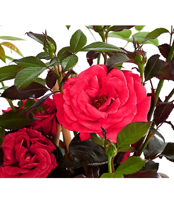 Kletterrose 'Red Flame®' 3 Kletterrose 'Red Flame®'