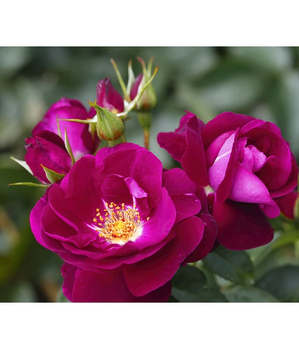 Beetrose 'Manhattan Blue®' 3 Beetrose 'Manhattan Blue®'