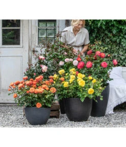 Edelrose 'Nostalgie®', Stämmchen -Biohort || Compo || Elho Verkäufe 7912694 WE MO 001 Rosen