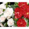 Rosen-Set Pflegeleicht, Rot/weiß, 2-teilig 1 Rosen-Set Pflegeleicht, Rot/weiß, 2-teilig -Biohort || Compo || Elho Verkäufe 7978240 WE FS 001 RosenSetPflegeleichtrotweiss2teilig