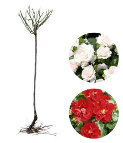 Rosen-Set Pflegeleicht, Rot/weiß, 2-teilig -Biohort || Compo || Elho Verkäufe 7978240 WE FS 002 RosenSetPflegeleichtrotweiss2teilig