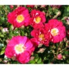 Bodendeckerrose 'Lipstick®', 3er-Set -Biohort || Compo || Elho Verkäufe 7978356 WE DE 002 RoseLipstickTantau