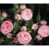 Noblesse® Spray-Rose 'Lovely Rokoko®' 1 Noblesse® Spray-Rose 'Lovely Rokoko®' -Biohort || Compo || Elho Verkäufe 7978372 WE DE 001 RoseLovelyRokokoTantau