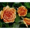 Edelrose 'Ashram®' -Biohort || Compo || Elho Verkäufe 7988371 WE DE 001 EdelroseAshramTantau