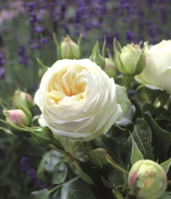 Nostalgie®-Edelrose 'Wedding Piano®' 5 Nostalgie®-Edelrose 'Wedding Piano®' -Biohort || Compo || Elho Verkäufe 7988413 PR DE 001 EdelroseWeddingPianoTantau