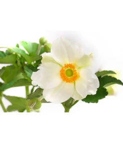 Herbst-Anemone, Verschiedene Sorten -Biohort || Compo || Elho Verkäufe 8004137 WE DE 001 JapanischeAnemone