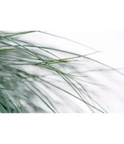 Blauschwingel 'Intense Blue' -Biohort || Compo || Elho Verkäufe 8013021 WE DE 001 BlauschwingelFestucaGlaucaIntenseBlue