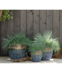 Blauschwingel 'Intense Blue' -Biohort || Compo || Elho Verkäufe 8013021 WE MO 001 FestucaBlauschwingelIntenseBlue