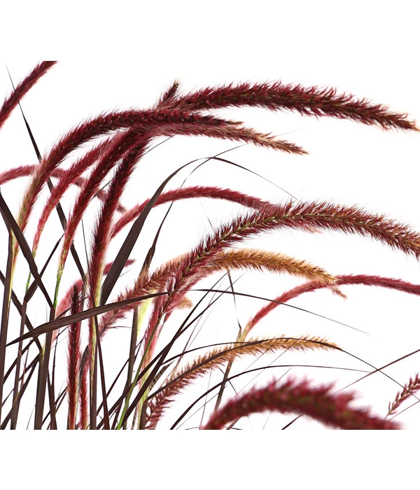 Lampenputzergras 'Chelsea' 3 Lampenputzergras 'Chelsea' – Bild 2