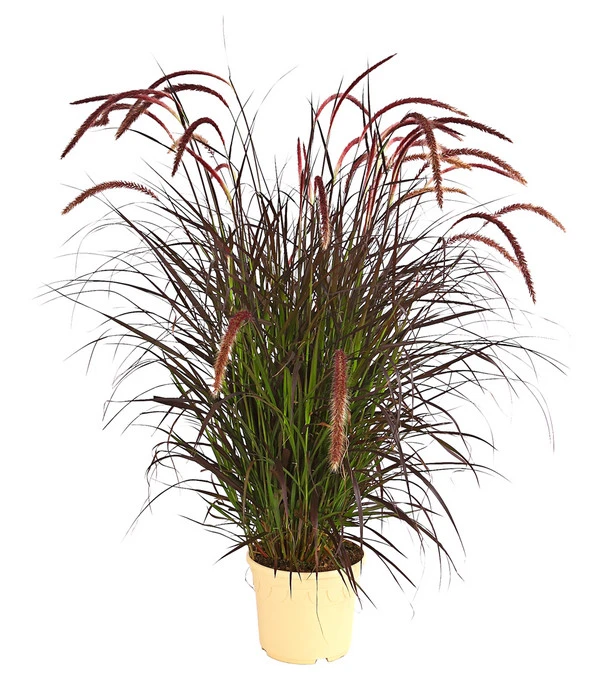 Lampenputzergras 'Chelsea' 2 Lampenputzergras 'Chelsea'