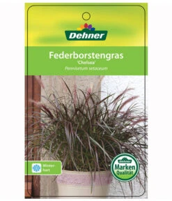 Lampenputzergras 'Chelsea' 7 Lampenputzergras 'Chelsea' -Biohort || Compo || Elho Verkäufe 8015687 PennisetumChelseaEtikett1