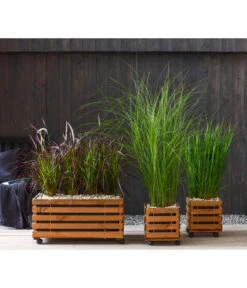 Afrikanisches Lampenputzergras 'Fireworks' 6 Afrikanisches Lampenputzergras 'Fireworks' -Biohort || Compo || Elho Verkäufe 8016321 8095929 8021826 WE MO 001 Graeser 2021 GC06