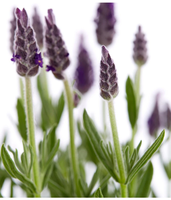 Schopf-Lavendel 11 Schopf-Lavendel – Bild 9