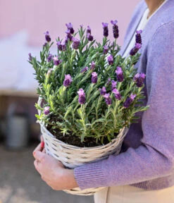 Schopf-Lavendel 17 Schopf-Lavendel -Biohort || Compo || Elho Verkäufe 8017014 WE MO 001 LavendelKorb