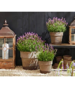 Schopf-Lavendel 14 Schopf-Lavendel -Biohort || Compo || Elho Verkäufe 8017014 WE MO 001 Schopflavendel