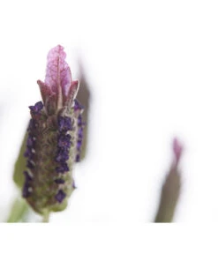 Schopf-Lavendel 18 Schopf-Lavendel -Biohort || Compo || Elho Verkäufe 8017089 PR DE 001 LavendelStoechasLavandulaStoechasT18DehnerExpressHerzig